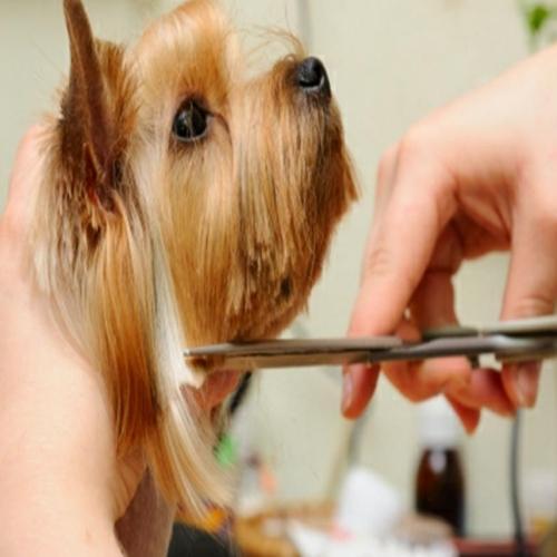 Dog grooming