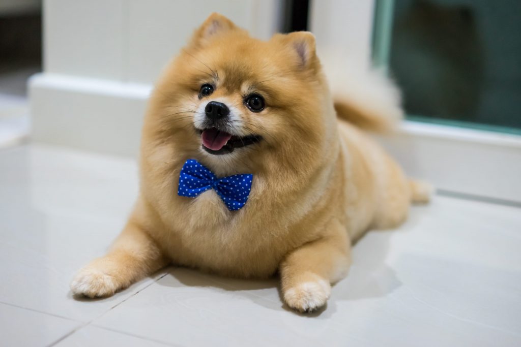 Importance Of Pet Grooming Services