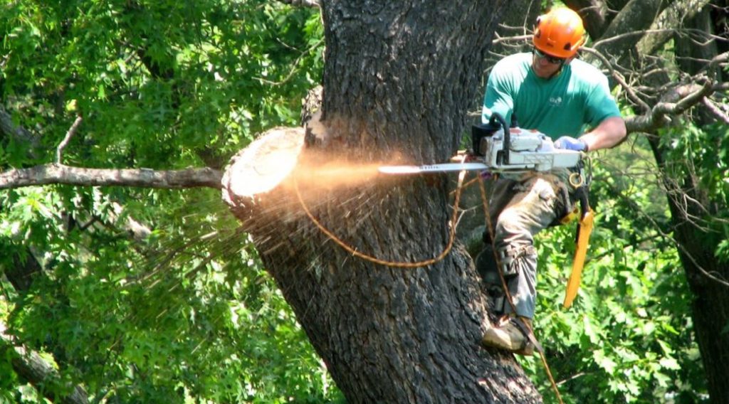 Tree Services